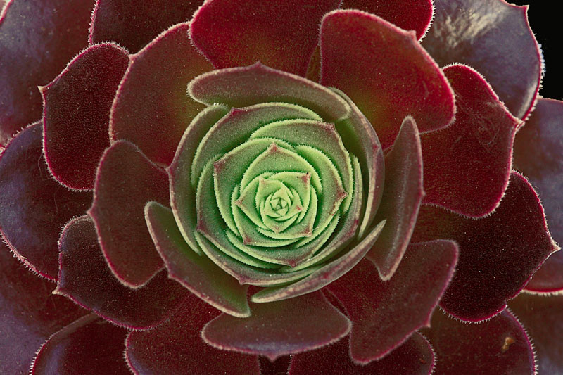 Aeonium simsii x Zwartkop